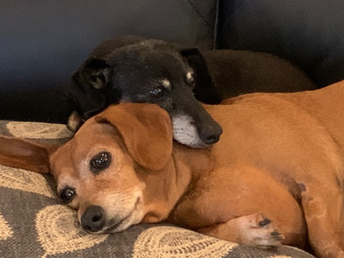 One black and one brown dachshund