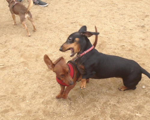 Otto, who is black and tan, 
plays with a smaller, brown dachshund