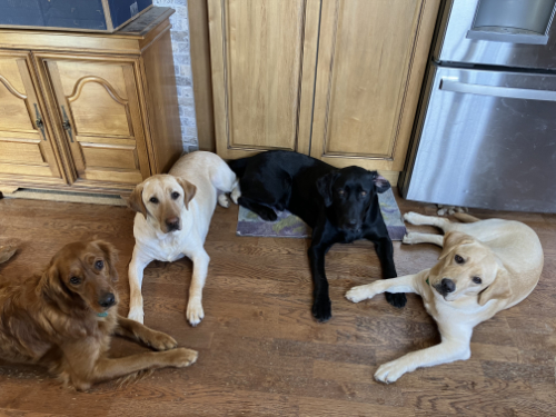 Four very handsome dogs; 
two yellow Labs, one black Lab, one golden retriever