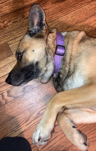 A German Shepherd,
resting on her side, on a wooden floor