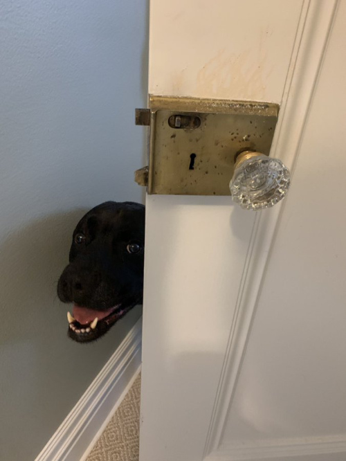 Scout pokes his head out around an unlocked door