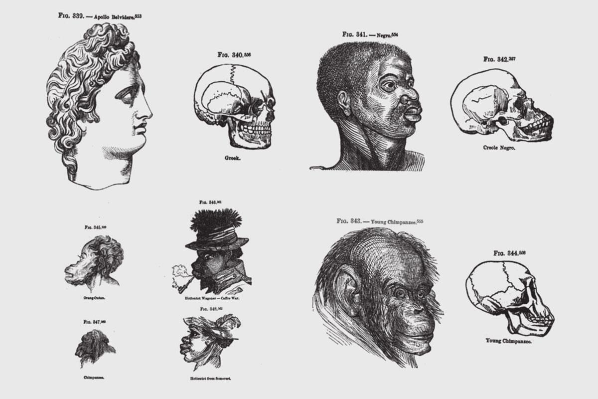 It is as described; there is
a Greek-god-looking white man next to a skull, an ape-looking Black man, next to a skull, and a chimpanzee, next
to a skull. The alleged Black skull and the chimpanzee skull are identical