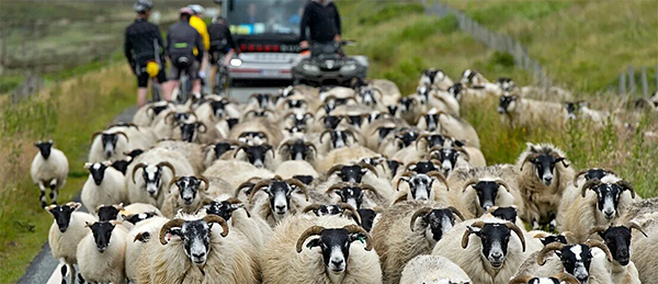 Sheep herding in Scotland