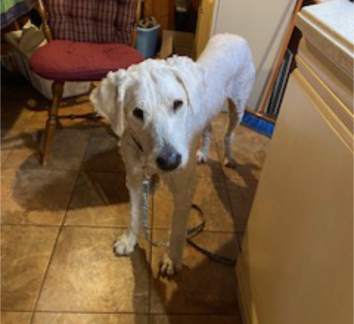 A Golden Retriever-sized dog,
but thin, and with hair that is white and somewhat curly