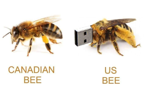 A Canadian bee and an American bee; for the latter
the head has been replaced with a USB connector. So, the U.S. bee is USB.