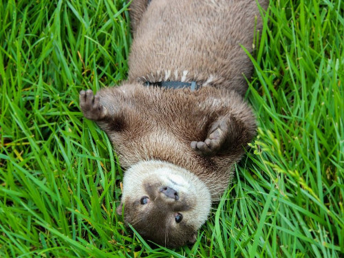 Some sort of badger or otter rolling around on its back.