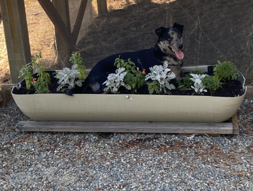 A mixed-breed, 50-pound dog sits in
a planter, next to a yard covered with gravel