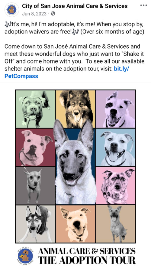 The San Jose Animal Shelter
has created an ad that looks like the Taylor Swift Eras Tour shirt, but with pictures of dogs, to publicize an 
adoption event