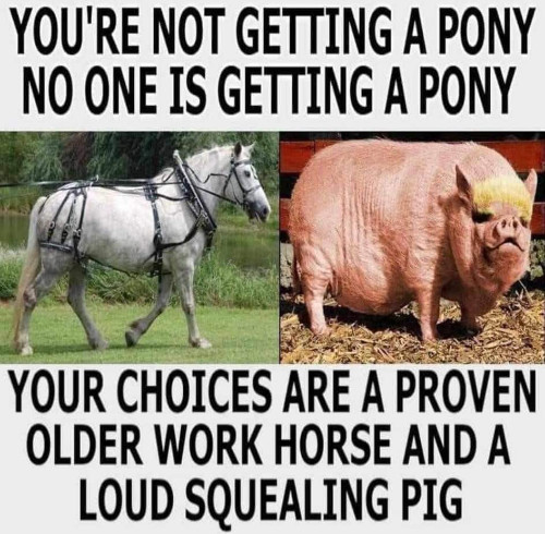 It says 'YOU'RE NOT GETTING A PONY
NO ONE IS GETTING A PONY. YOUR CHOICES ARE A PROVEN OLDER WORK HORSE AND A LOUD SQUEALING PIG.' There's also a picture
of a horse, and one of a pig photoshopped to look Trump-like