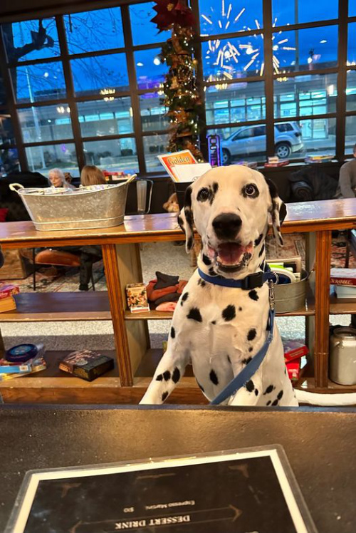 A Dalmatian with blue eyes and
his paws up on a counter in a store