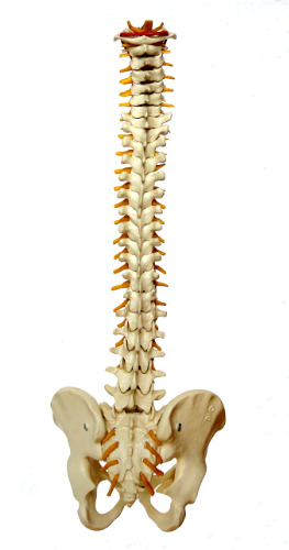 A literal spine