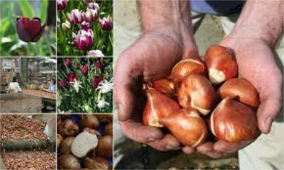 Tulip bulbs